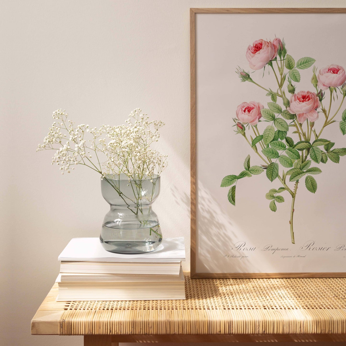 Affiche 21x30 - Rosier Pompon