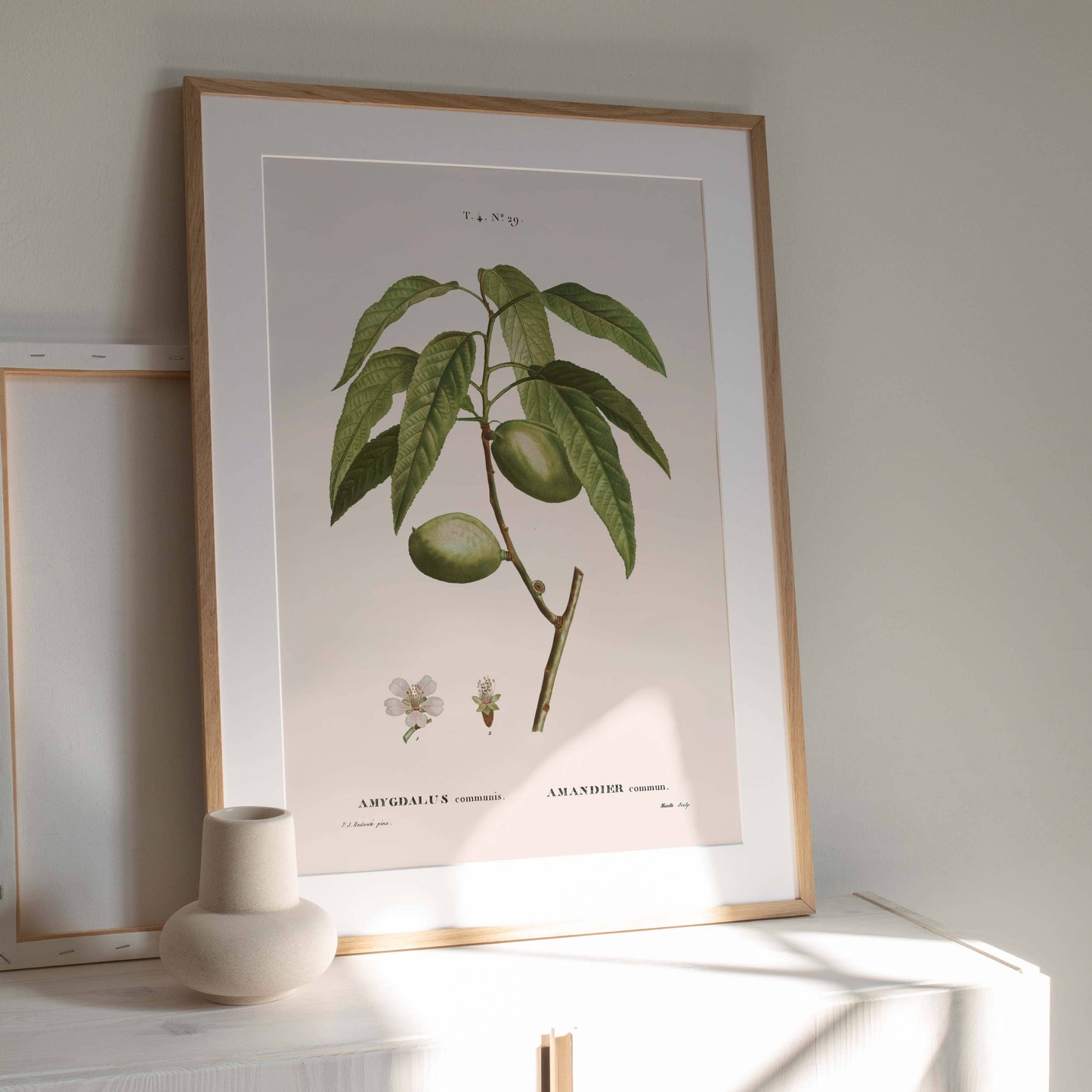 Affiche 21x30 - Amande