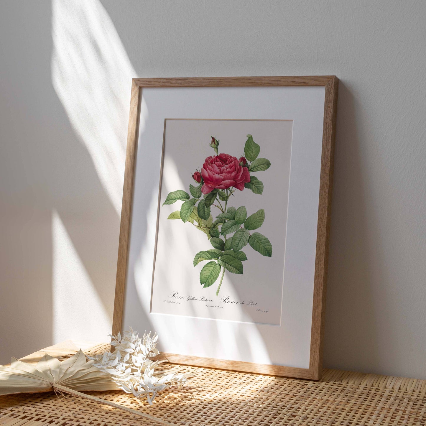 Affiche 21x30 - Rosier du Pont
