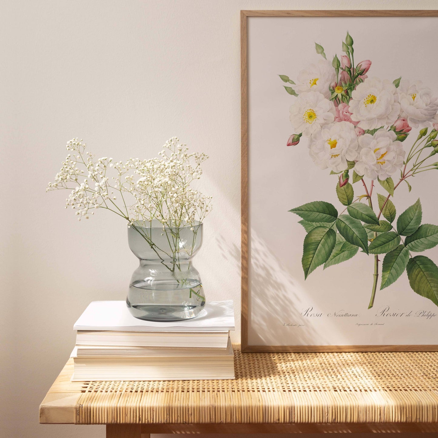 Affiche 21x30 - Rosier de Philippe Noisette