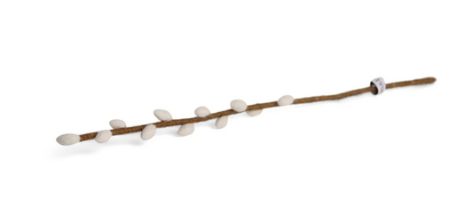 Branche de chaton blanc