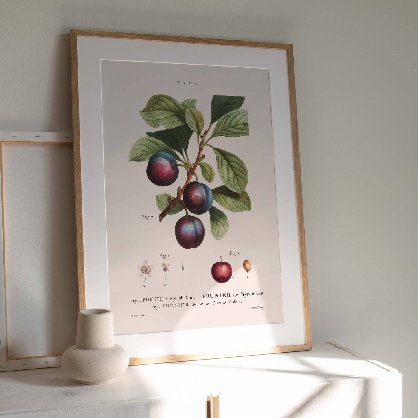 Affiche 21x30 - Prune Myrobalan