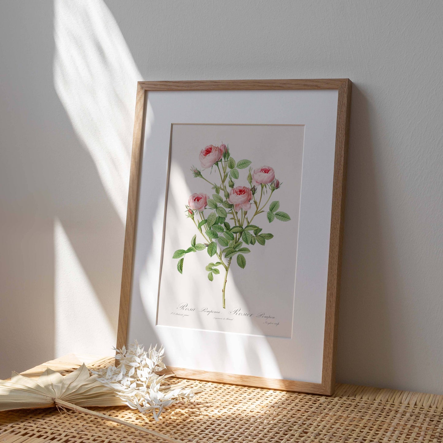 Affiche 21x30 - Rosier Pompon