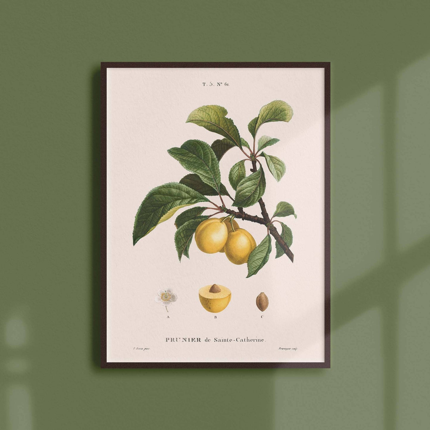 Affiche 21x30 - Prune