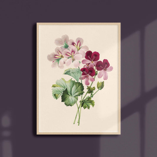 Affiche 21x30 - Cranesbill