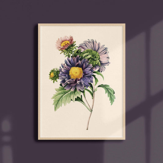 Affiche 21x30 - Aster de Chine